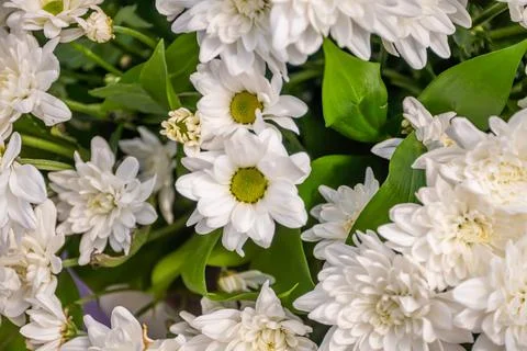 A set of flowers in a flower bed, multi-colored small flowers in a flower bed Stock Photos