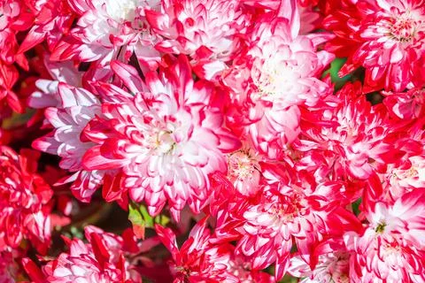A set of flowers in a flower bed, multi-colored small flowers in a flower bed Stock Photos