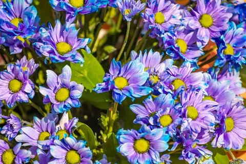 A set of flowers in a flower bed, multi-colored small flowers in a flower bed Stock Photos