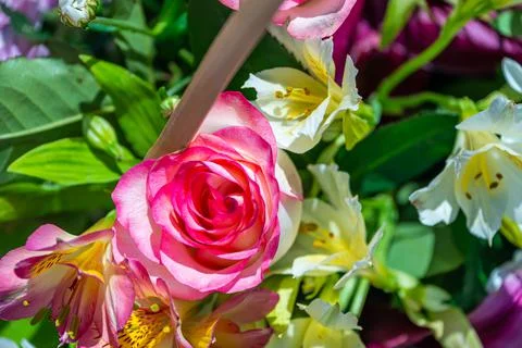 A set of flowers in a flower bed, multi-colored small flowers in a flower bed Stock Photos