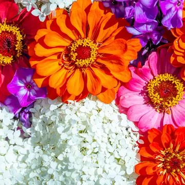A set of flowers in a flower bed, multi-colored small flowers in a flower bed Stock Photos
