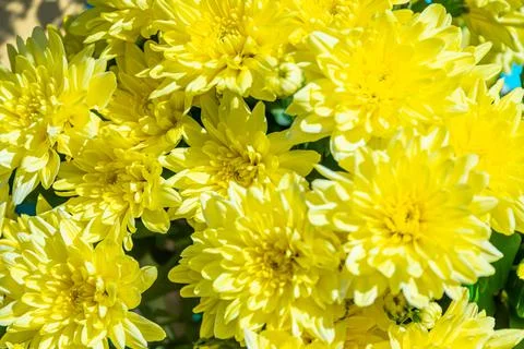 A set of flowers in a flower bed, multi-colored small flowers in a flower bed Stock Photos