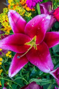 A set of flowers in a flower bed, multi-colored small flowers in a flower bed Stock Photos