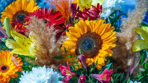 A set of flowers in a flower bed, multi-colored small flowers in a flower bed Stock Photos