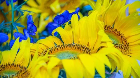 A set of flowers in a flower bed, multi-colored small flowers in a flower bed Stock Photos