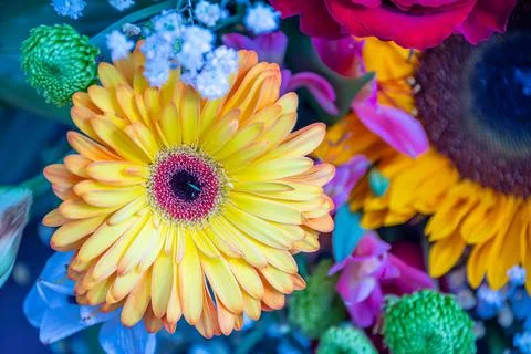 A set of flowers in a flower bed, multi-colored small flowers in a flower bed Stock Photos