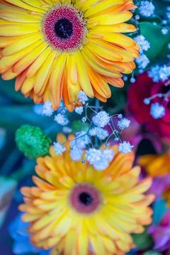 A set of flowers in a flower bed, multi-colored small flowers in a flower bed Stock Photos