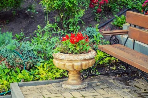 A set of flowers in a flower bed, multi-colored small flowers in a flower bed Stock Photos