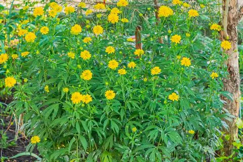 A set of flowers in a flower bed, multi-colored small flowers in a flower bed Stock Photos