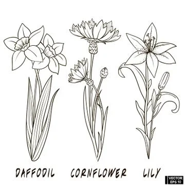 Set of flowers hand draw Stockillustratie
