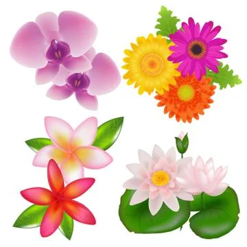 Set of flowers Stock Illustration