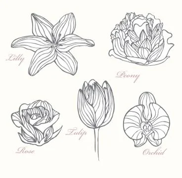 Set of flowers Stock Illustration