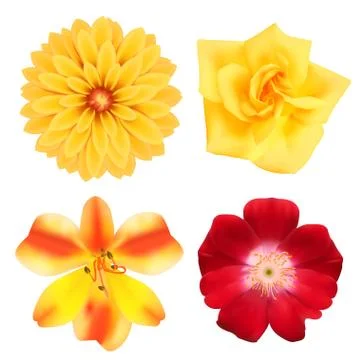 Set of flowers. Illustrazione stock