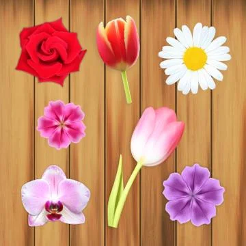Set of flowers Stock Illustration