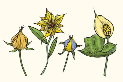 Set of flowers Stock Illustration