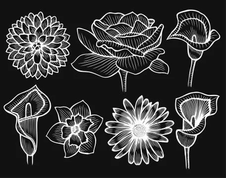Set of flowers. Illustrazione stock