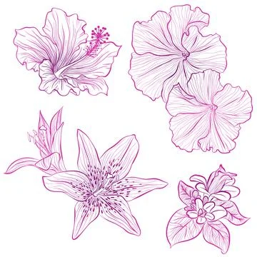 Set of flowers Stock Illustration