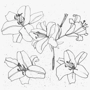 Set of flowers isolated on white background. Stock Illustration