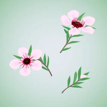 Set of flowers Manuka Stock Illustration