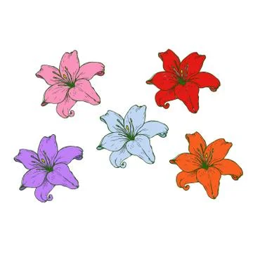 Set of flowers of multi-colored lilies isolated on a white background. Stock Illustration