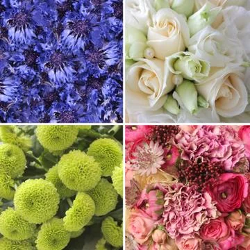 Set of flowers Stock Photos