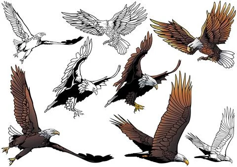 Set of Flying Bald Eagle Illustrazione stock