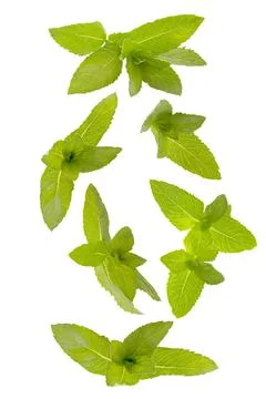 Set of flying fresh bunches of mint leaves isolated on white background Stock Photos