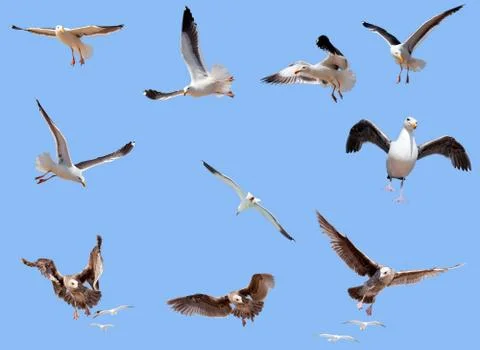 Set of flying seagulls Stock Photos