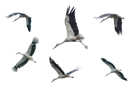 Set of flying storks Photos