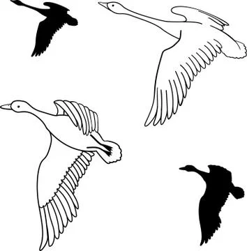 Set of flying wild ducks. Vector illustration. Stock Illustration