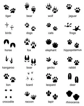 Set of footprints of wild animals Stock Illustration