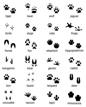 Set of footprints of wild animals Stock Illustration