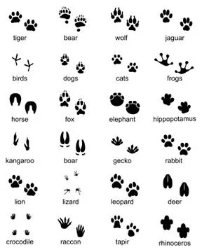 Set of footprints of wild animals Stock Illustration