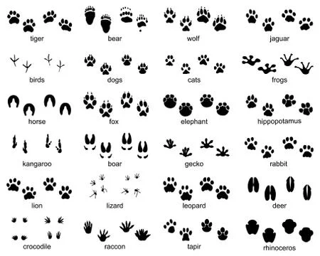 Set of footprints of wild animals Stock Illustration