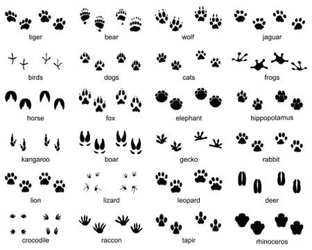 Set of footprints of wild animals Stock Illustration