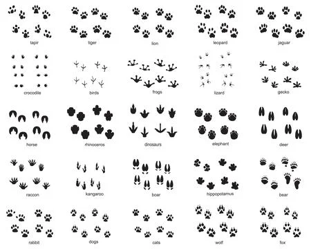 Set of footprints of wild animals Stock Illustration