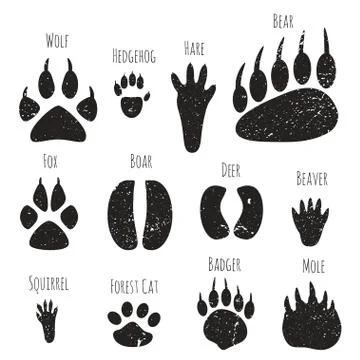 Set of forest animals footprints. Stock Illustration