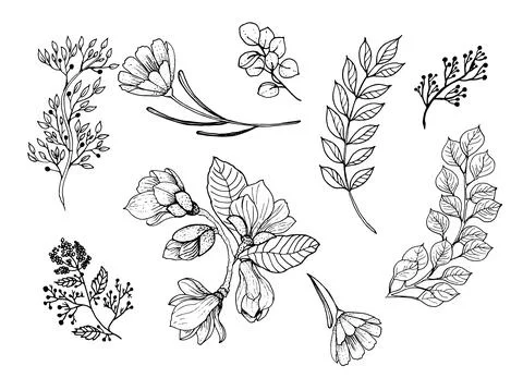 Set of forest branches, grass leaves in a linear style. Magnolia flowers. Art Stock Illustration