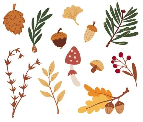 Set of forest elements. Autumn leaves, cones, berries, spruce branches and ac Stock Illustration