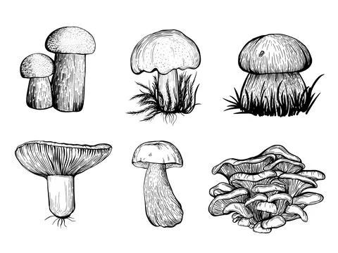 Set of forest mushrooms. vector illustration Stock Illustration
