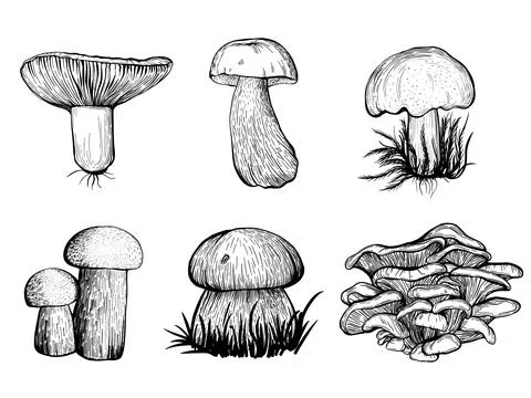 Set of forest mushrooms. Vector illustration Stock Illustration