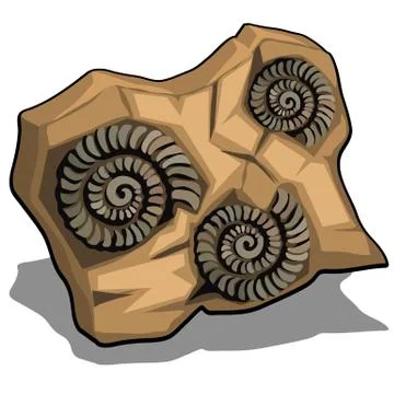 Set of fossilized shell of Ammonite isolated on a white background. Vector Stock Illustration