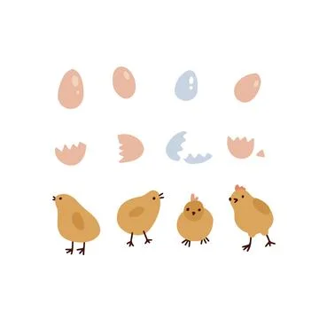 Set of four cute yellow Easter chickens , eggs, and shells isolated on a white Illustrazione stock