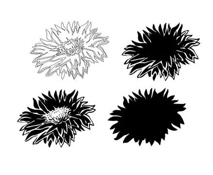 Set of four full bloom Flowers Chrysanthemum isolated on white. Stock Illustration