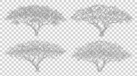 Set of four isolated acacia tree silhouettes for landscape design and archi.. イラスト素材