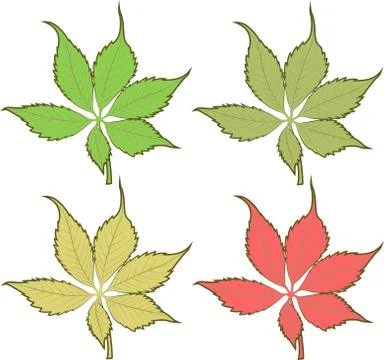 A set of four sheets of different colors. Vector of different tree leaves. Stock Illustration