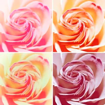 Set of Four Variants: Closeup Macro Shot of Red Rose Flowers Stock Photos