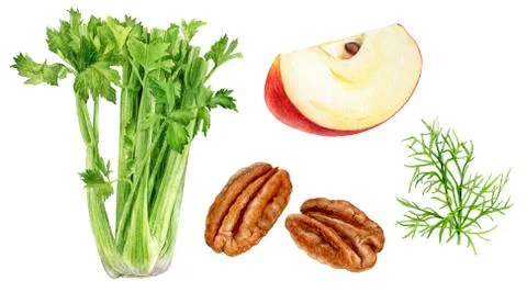 Set of frech celery with apple, pecan dill watercolor illustration isolated on Stock Illustration