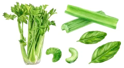 Set of frech celery with basil leaves watercolor illustration isolated on whitre Stock Illustration