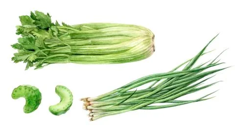 Set of frech celery with green onion watercolor illustration isolated on whitre Stock Illustration